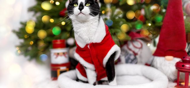 Zbliżają się Święta 2022. Nie zapomnij o swoim zwierzaku. Jaki prezent dla kota?